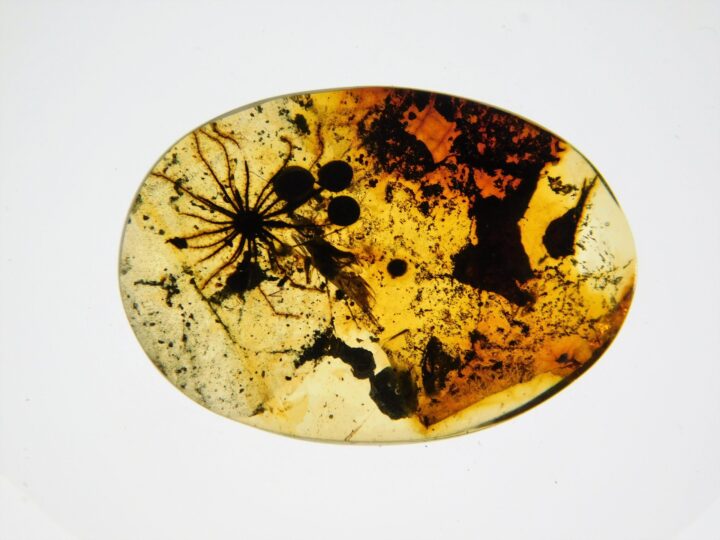 Flower in Cretaceous Amber