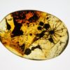 Flower in Cretaceous Amber, The Natural Canvas