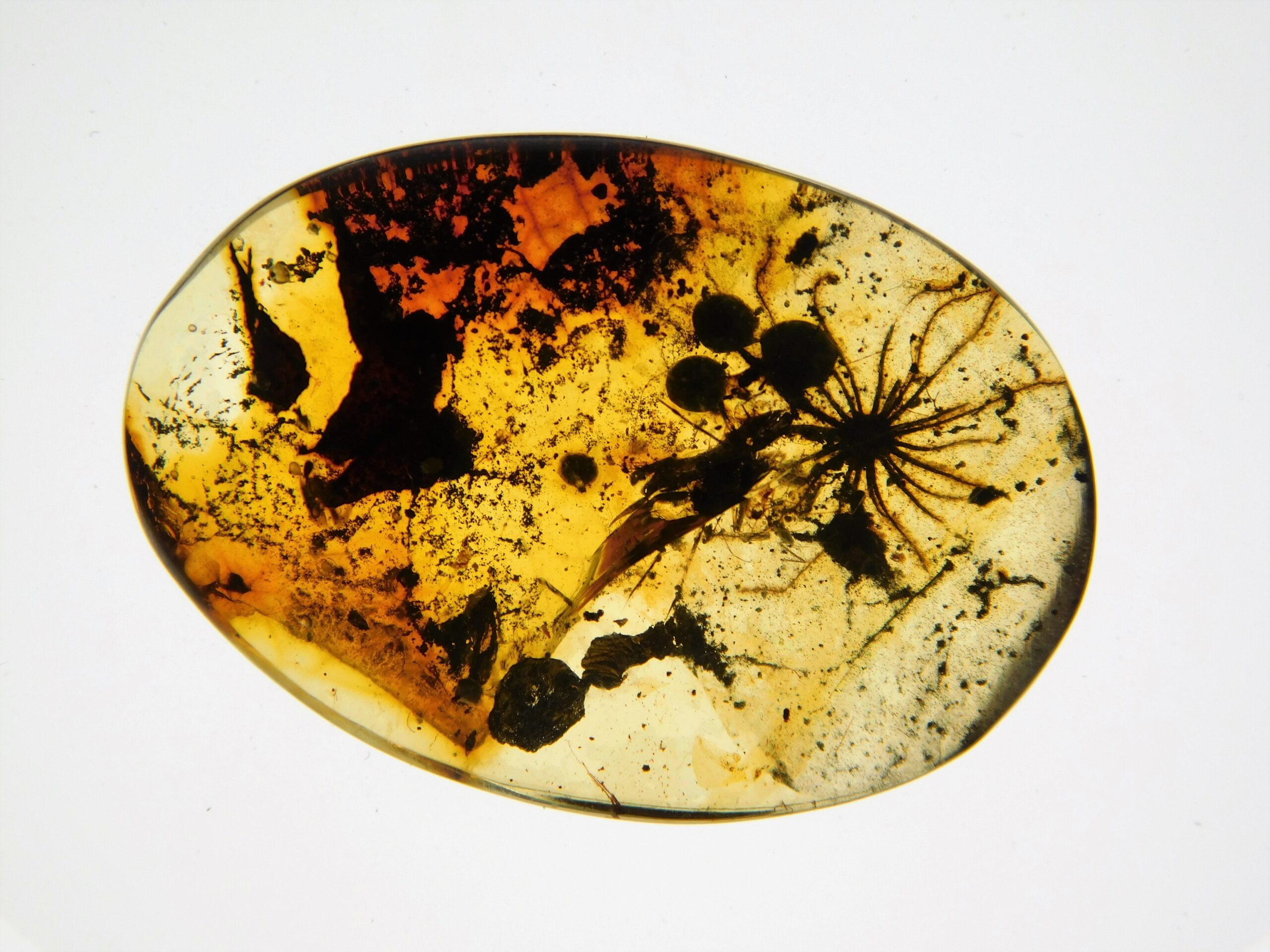 Flower in Cretaceous Amber - Image 2
