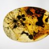 Flower in Cretaceous Amber, The Natural Canvas