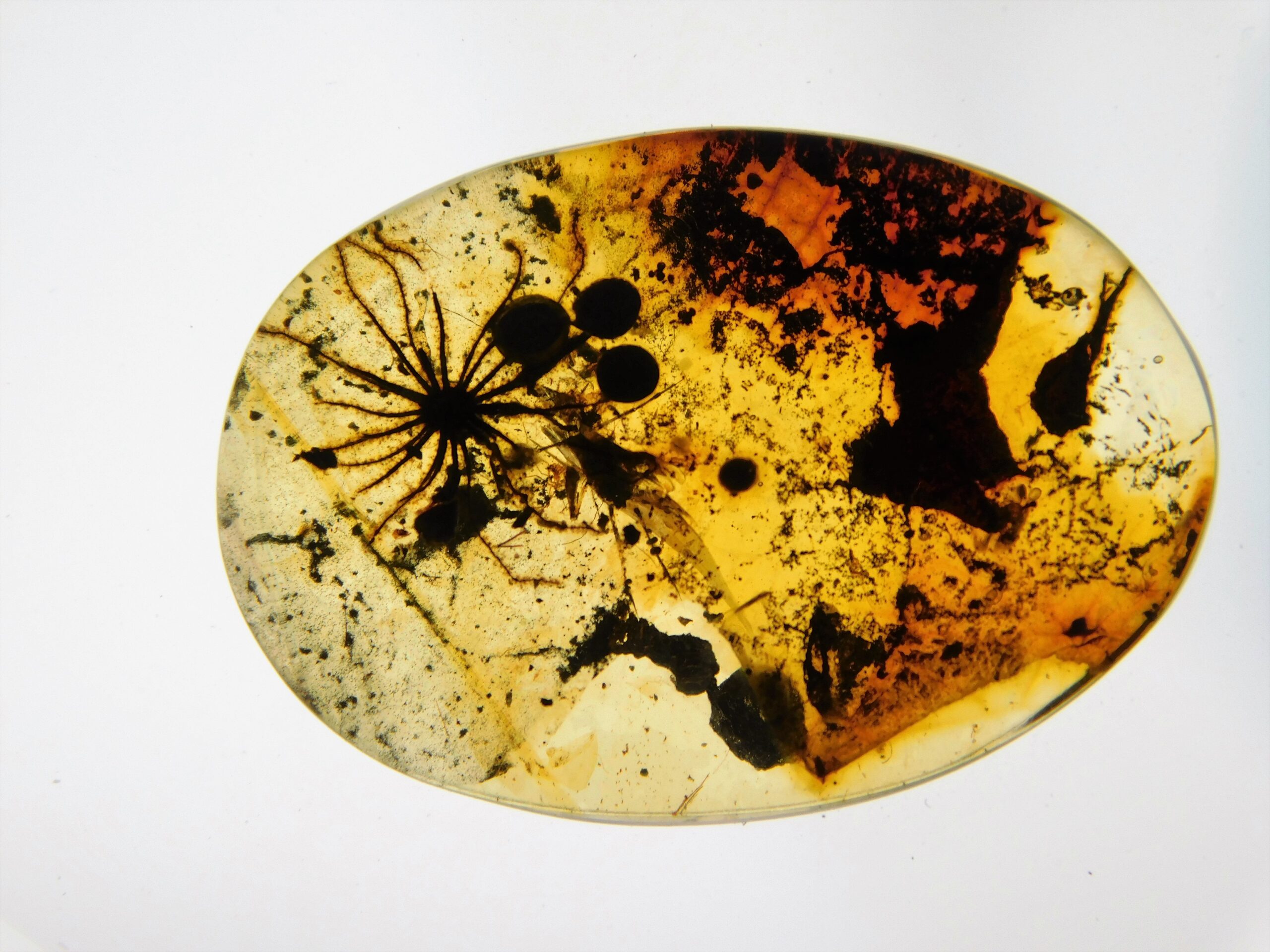 Flower in Cretaceous Amber - Image 3