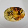 Flower in Cretaceous Amber, The Natural Canvas