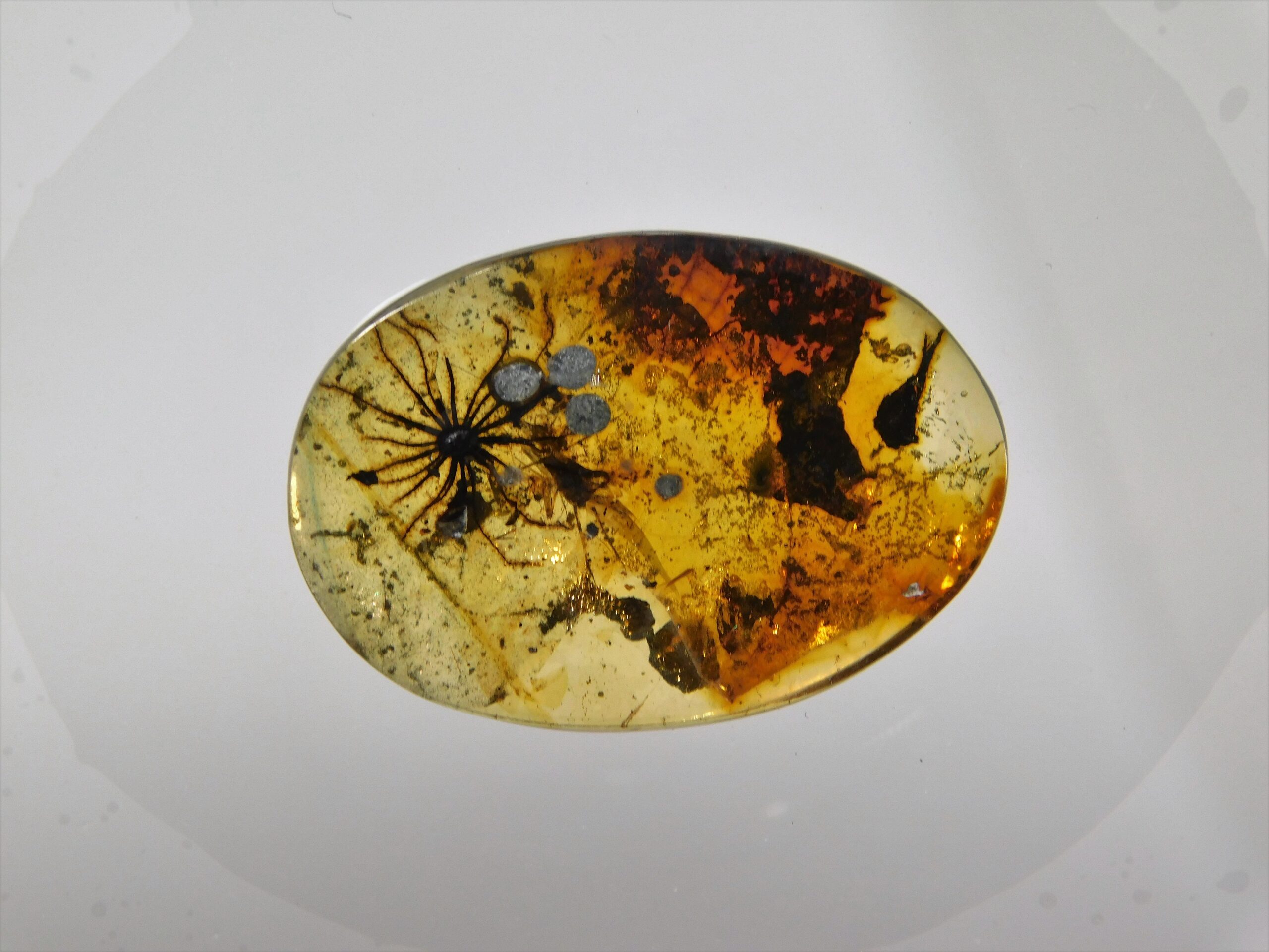 Flower in Cretaceous Amber - Image 4