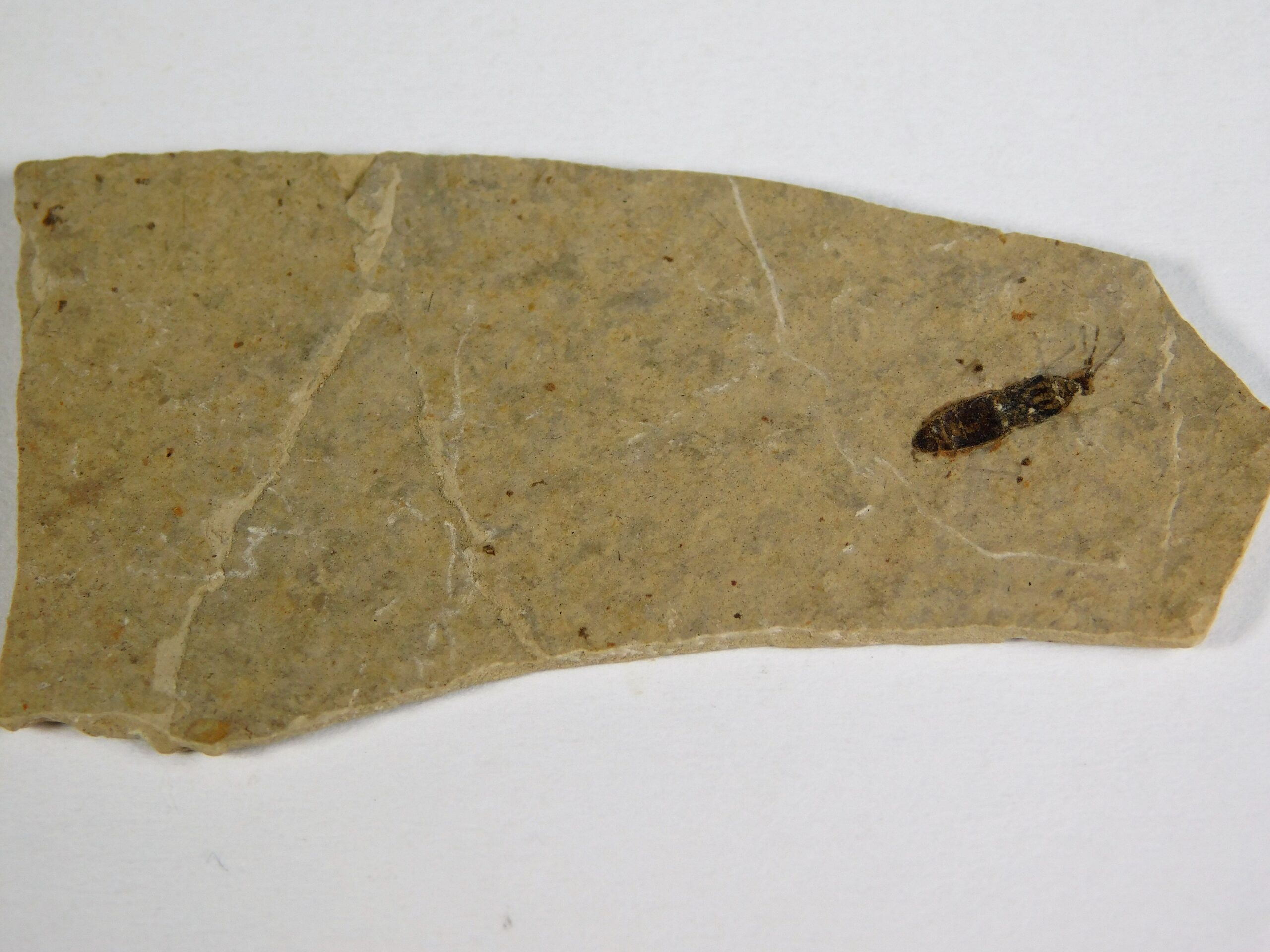 Flexicorpus acutirostratus - Image 3