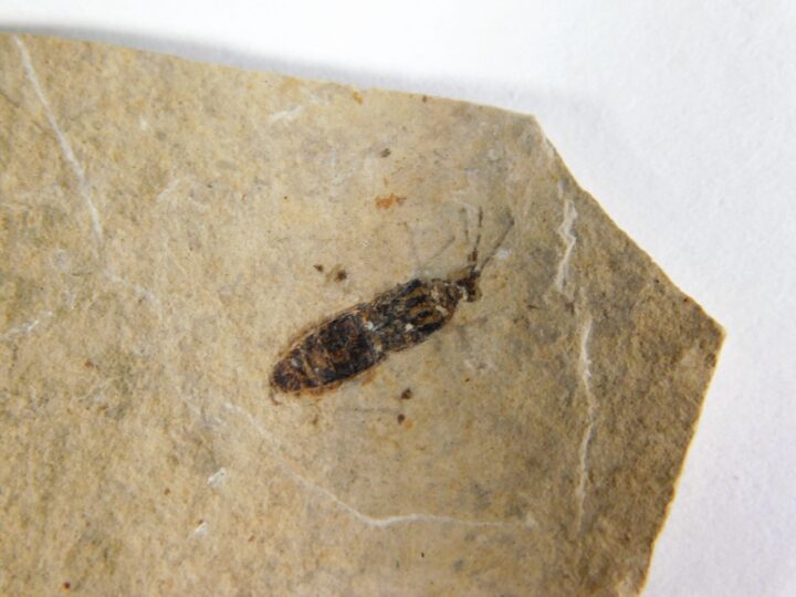 Flexicorpus acutirostratus