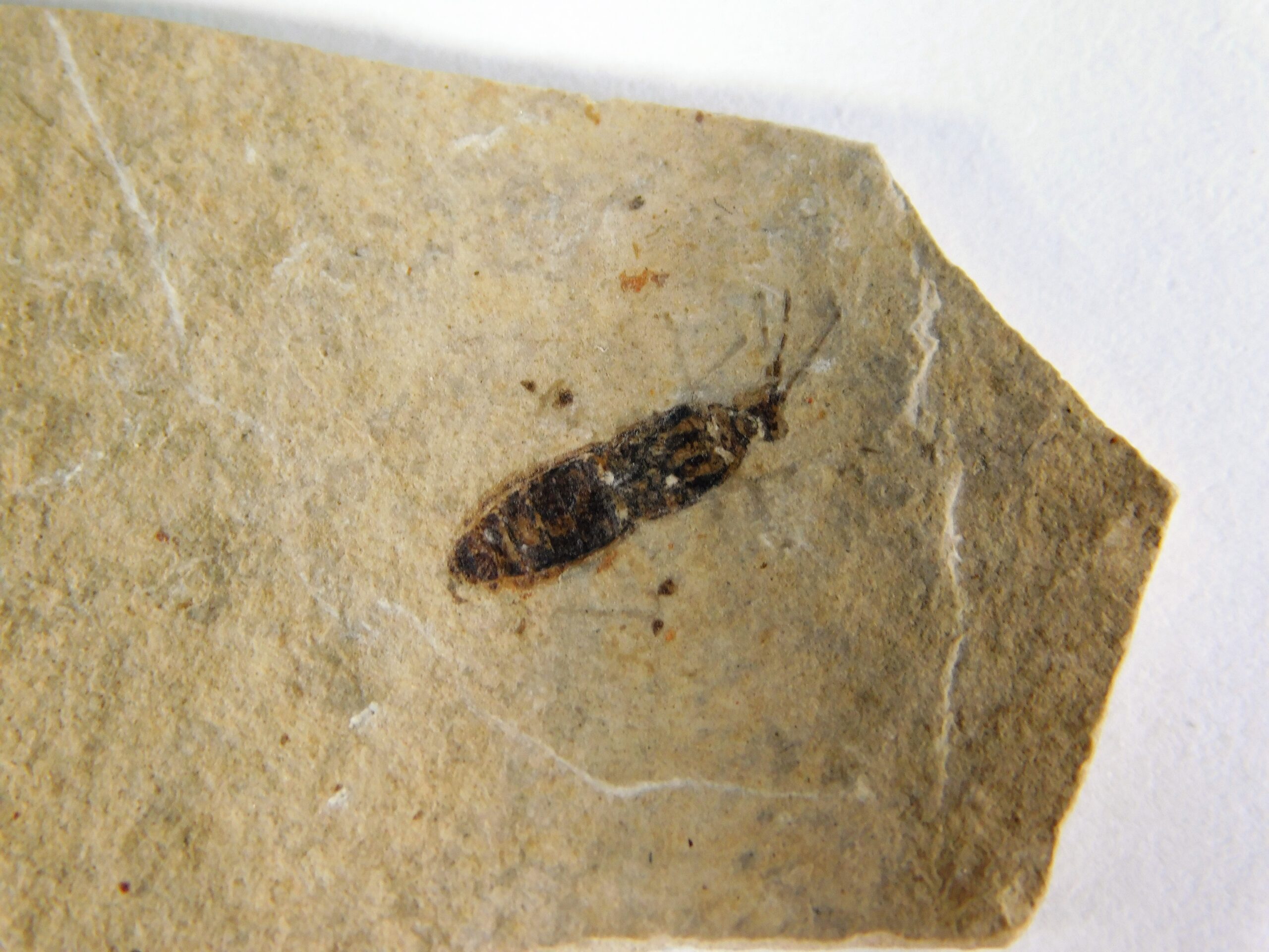 Flexicorpus acutirostratus - Image 2