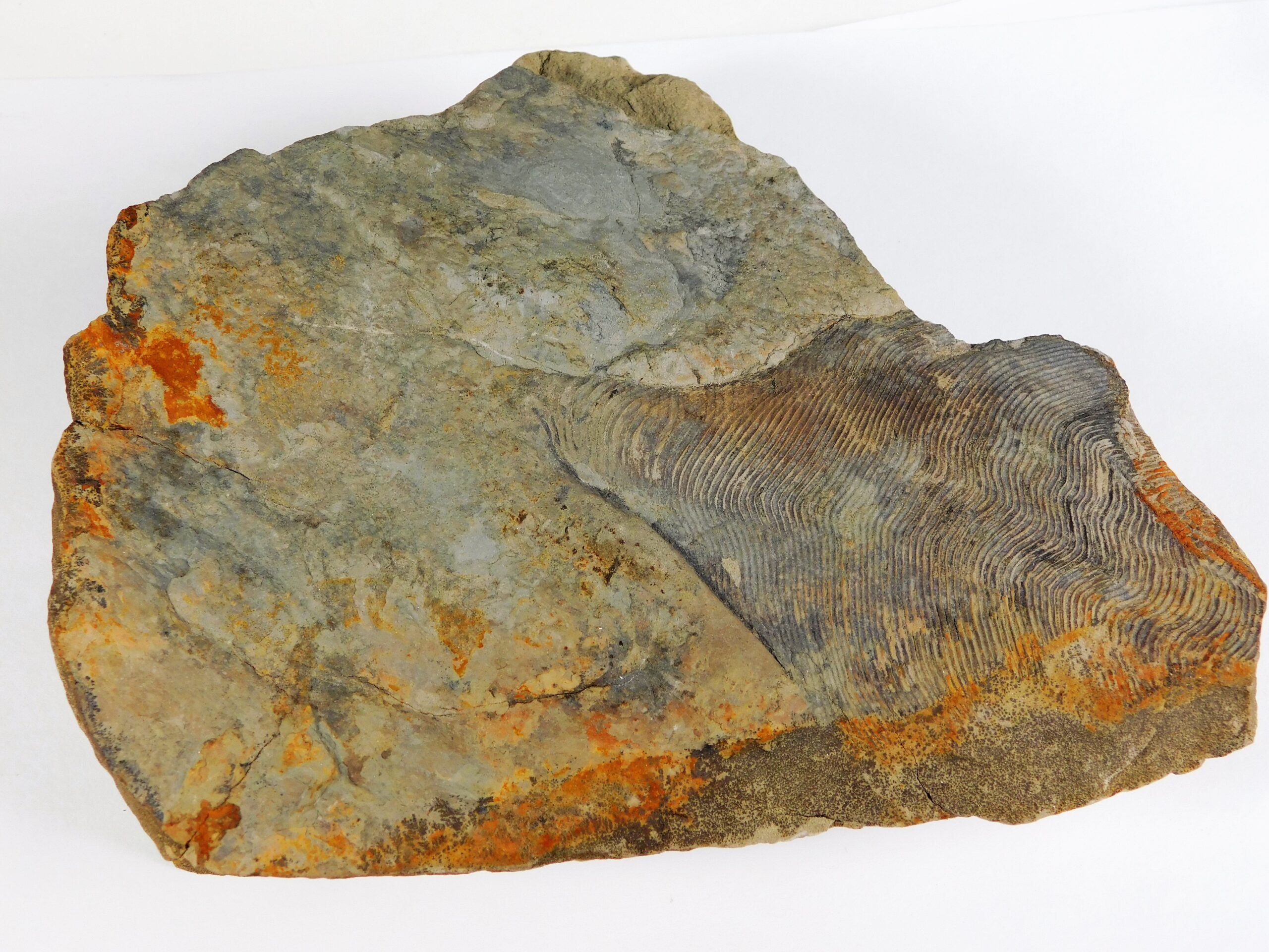 Huge Precambrian animal - Andiva ivantsovi - Image 2