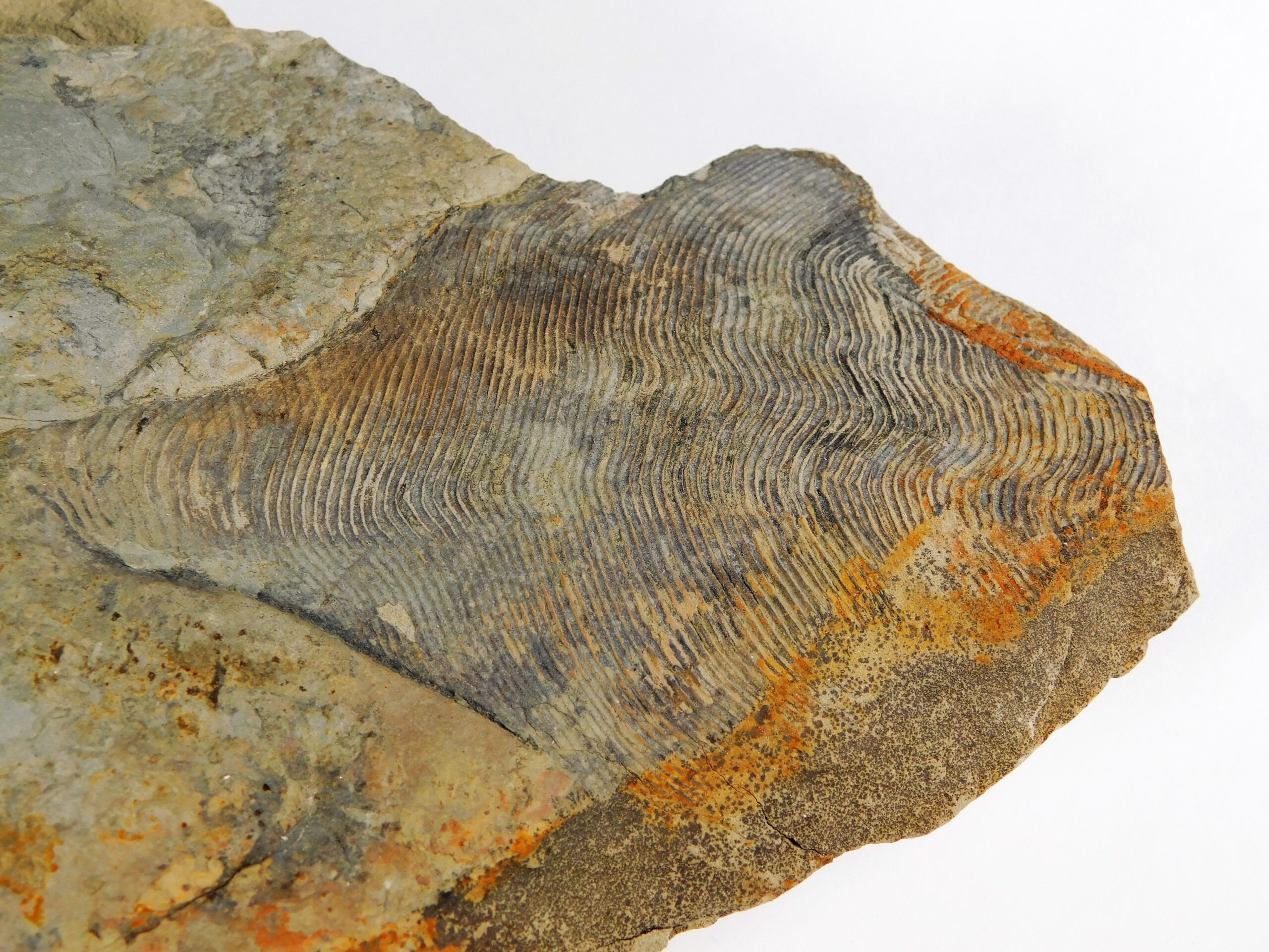 Huge Precambrian animal - Andiva ivantsovi - Image 3