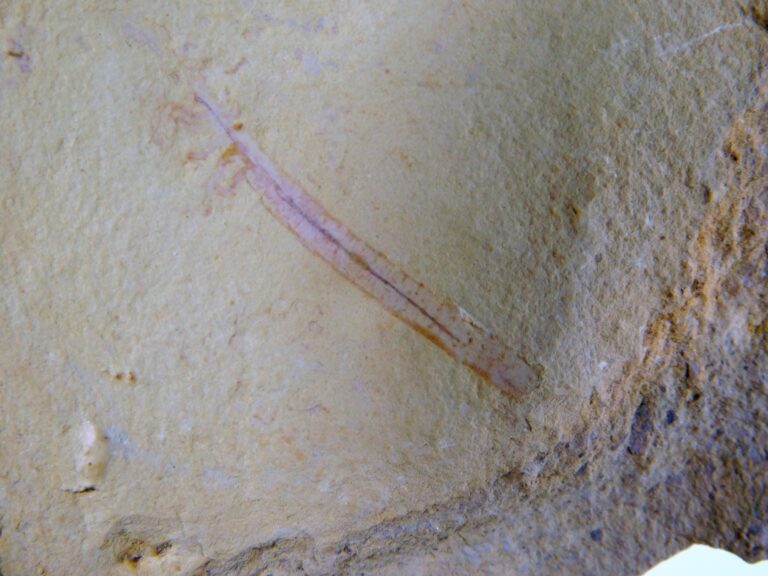 Facivermis yunnanicus (Hou & Chen, 1989)