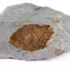 Camptostroma roddyi - Image 2