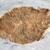 Camptostroma roddyi - Image 3