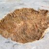 Camptostroma roddyi - Image 4
