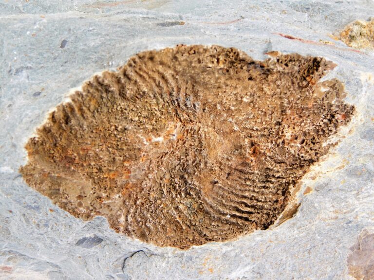Camptostroma roddyi