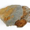 Camptostroma roddyi - Image 2