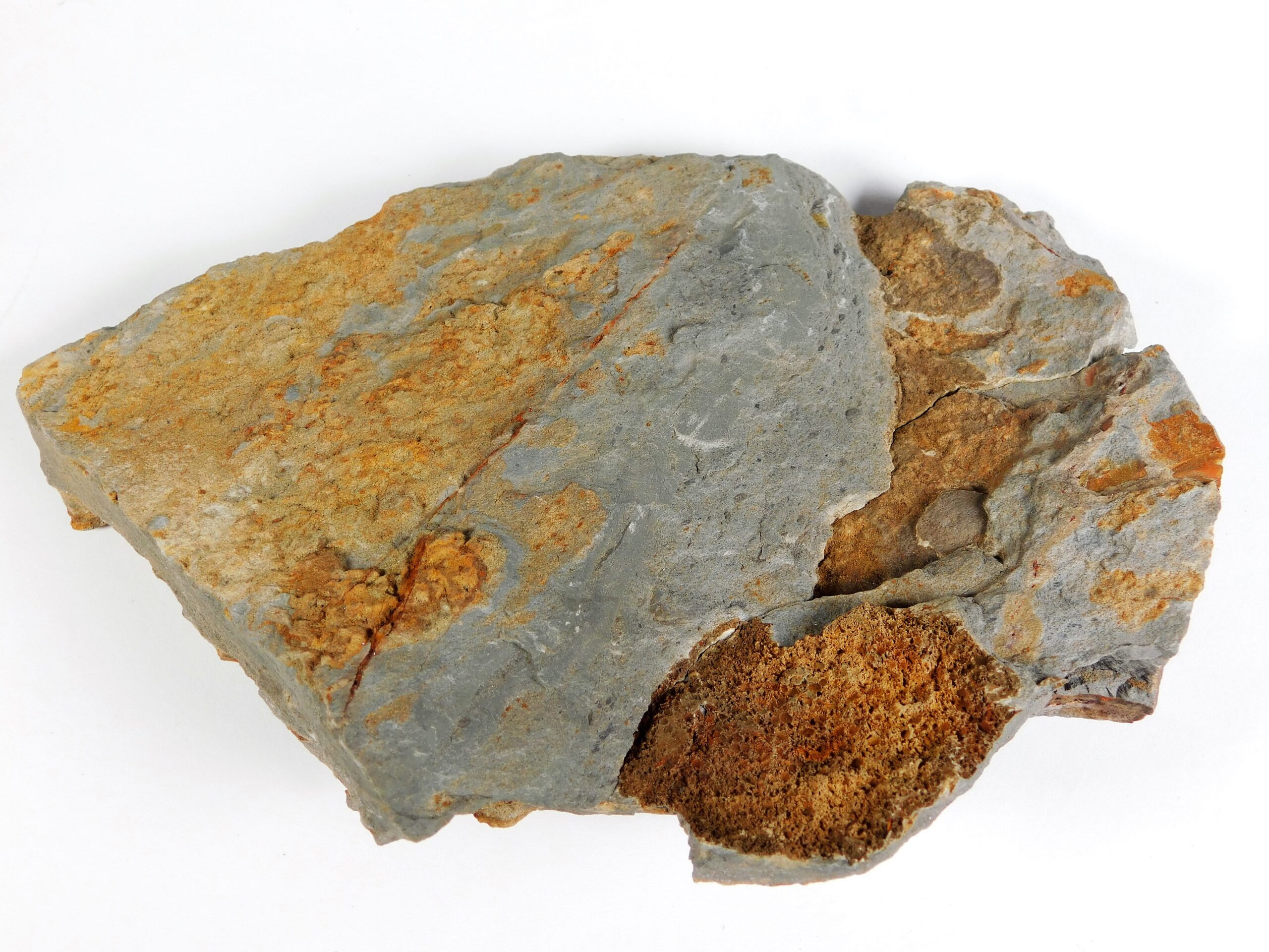 Camptostroma roddyi - Image 2