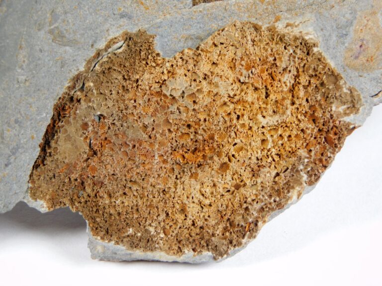 Camptostroma roddyi