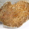Camptostroma roddyi - Image 4