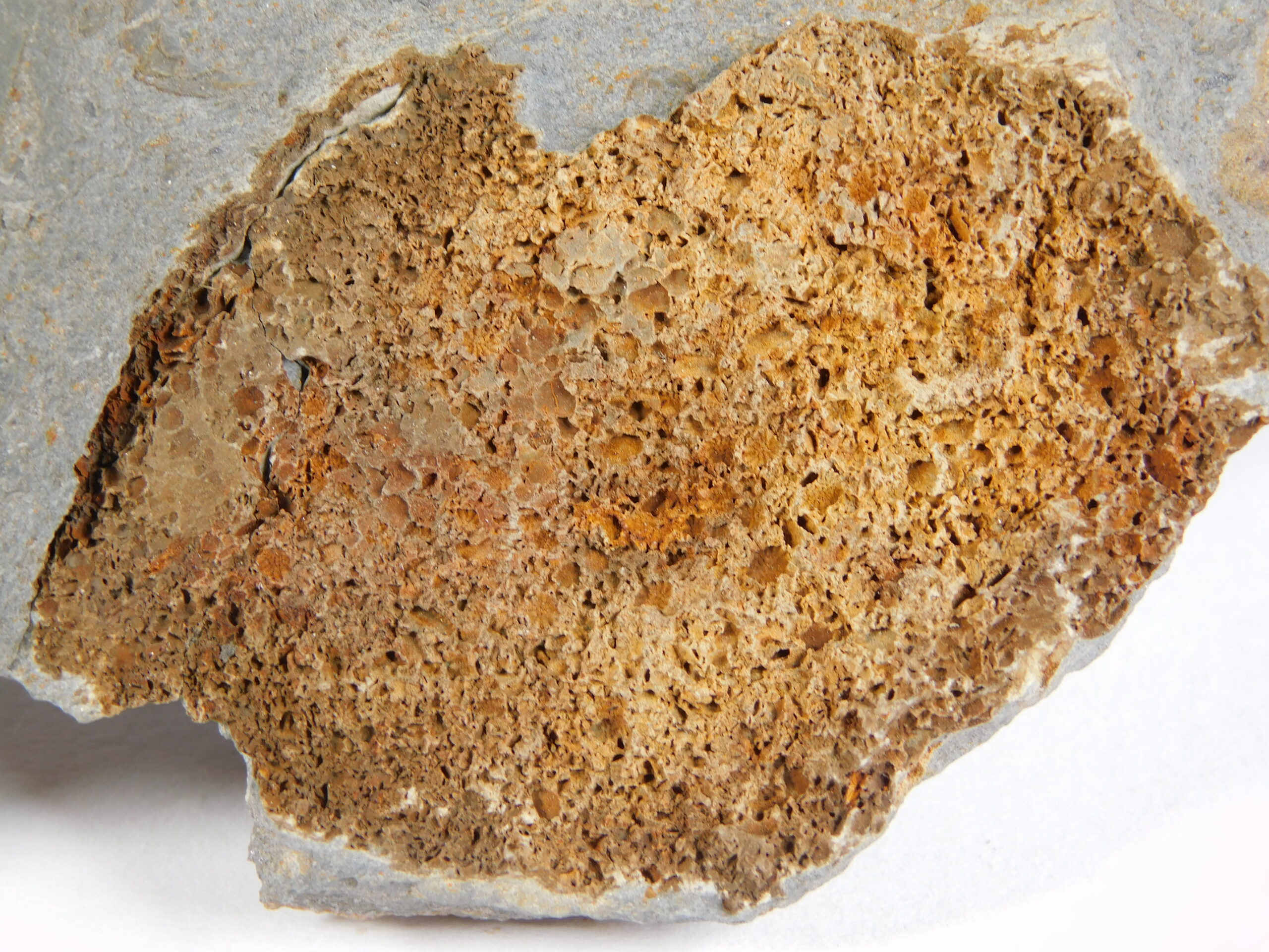 Camptostroma roddyi - Image 3