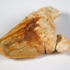 Deformed Shark Tooth&#8211; Otodus obliquus, The Natural Canvas