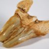 Deformed Shark Tooth&#8211; Otodus obliquus, The Natural Canvas