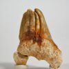 Deformed Shark Tooth&#8211; Otodus obliquus, The Natural Canvas