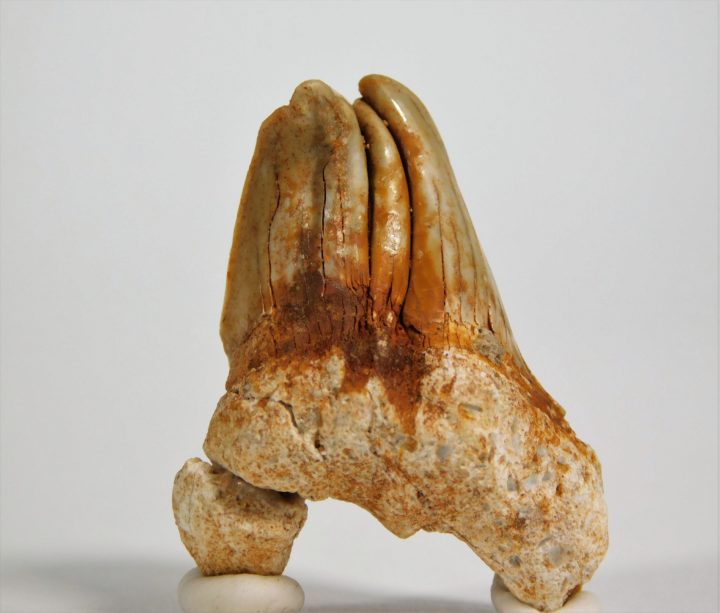 Deformed Shark Tooth&#8211; Otodus obliquus, The Natural Canvas