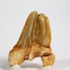 Deformed Shark Tooth&#8211; Otodus obliquus, The Natural Canvas