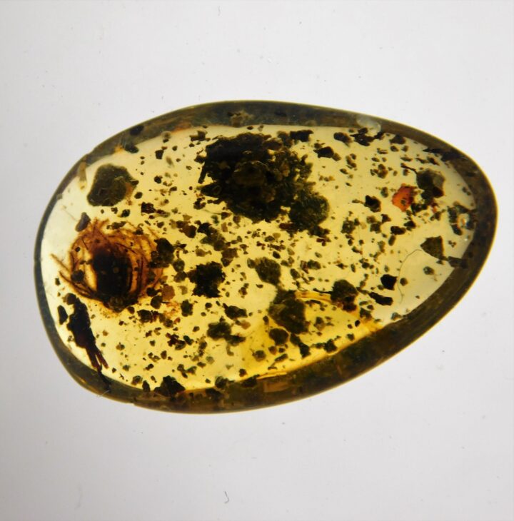 Flower in Cretaceous Amber