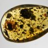 Flower in Cretaceous Amber, The Natural Canvas