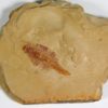 Fuxianhuia protensa - Image 2