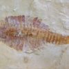 Fuxianhuia protensa - Image 3