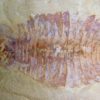 Fuxianhuia protensa - Image 4