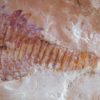 Fuxianhuia protensa - Image 5