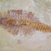 Fuxianhuia protensa - Image 6