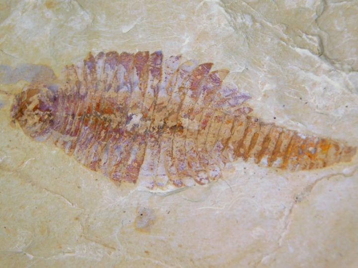 Fuxianhuia protensa