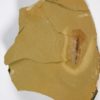 Softbodied trilobite - Naraoia - Image 2