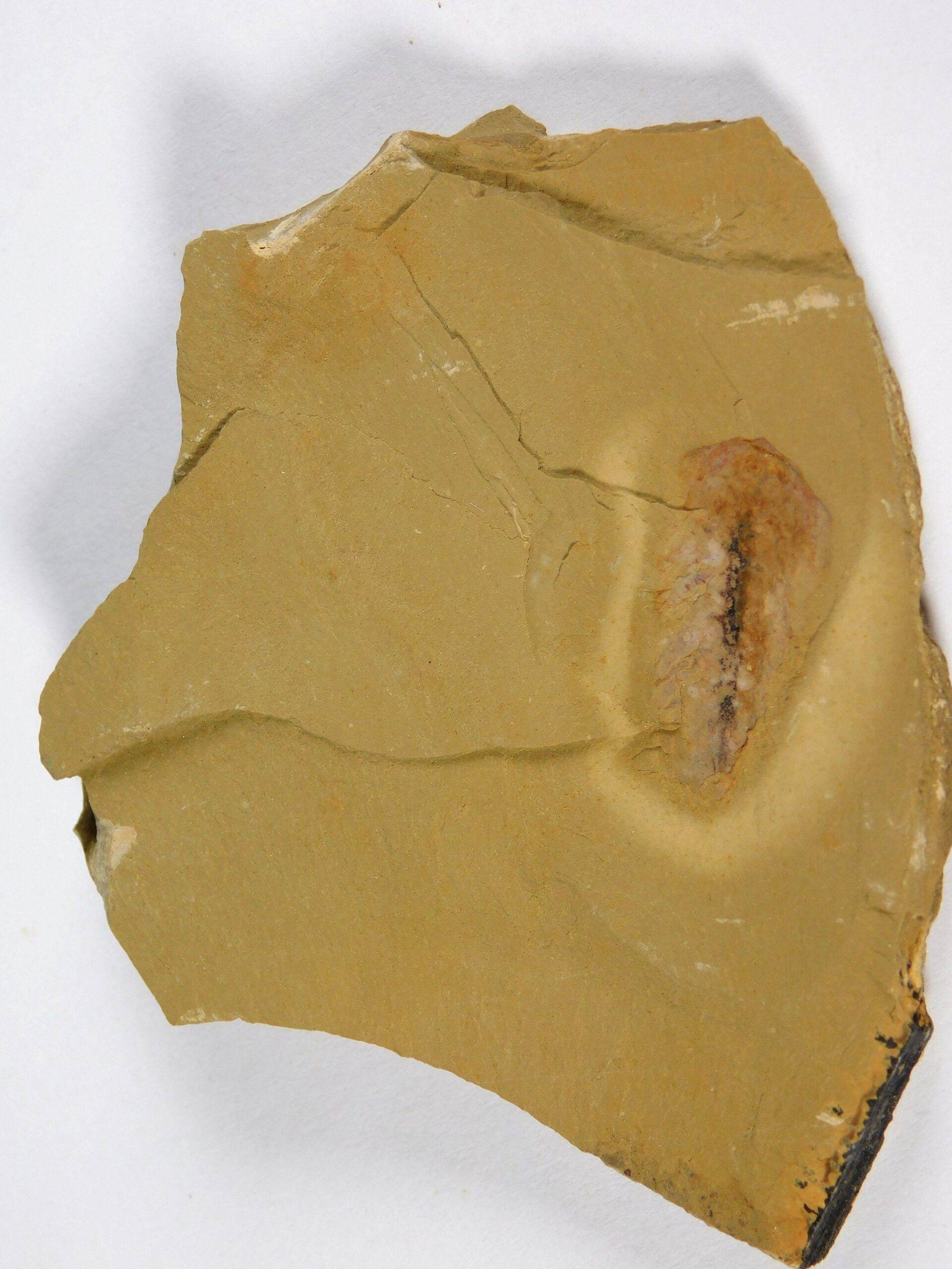 Softbodied trilobite - Naraoia - Image 2