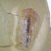 Softbodied trilobite - Naraoia - Image 3