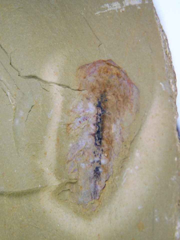 Softbodied trilobite &#8211; Naraoia, The Natural Canvas