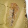 Softbodied trilobite - Naraoia - Image 4