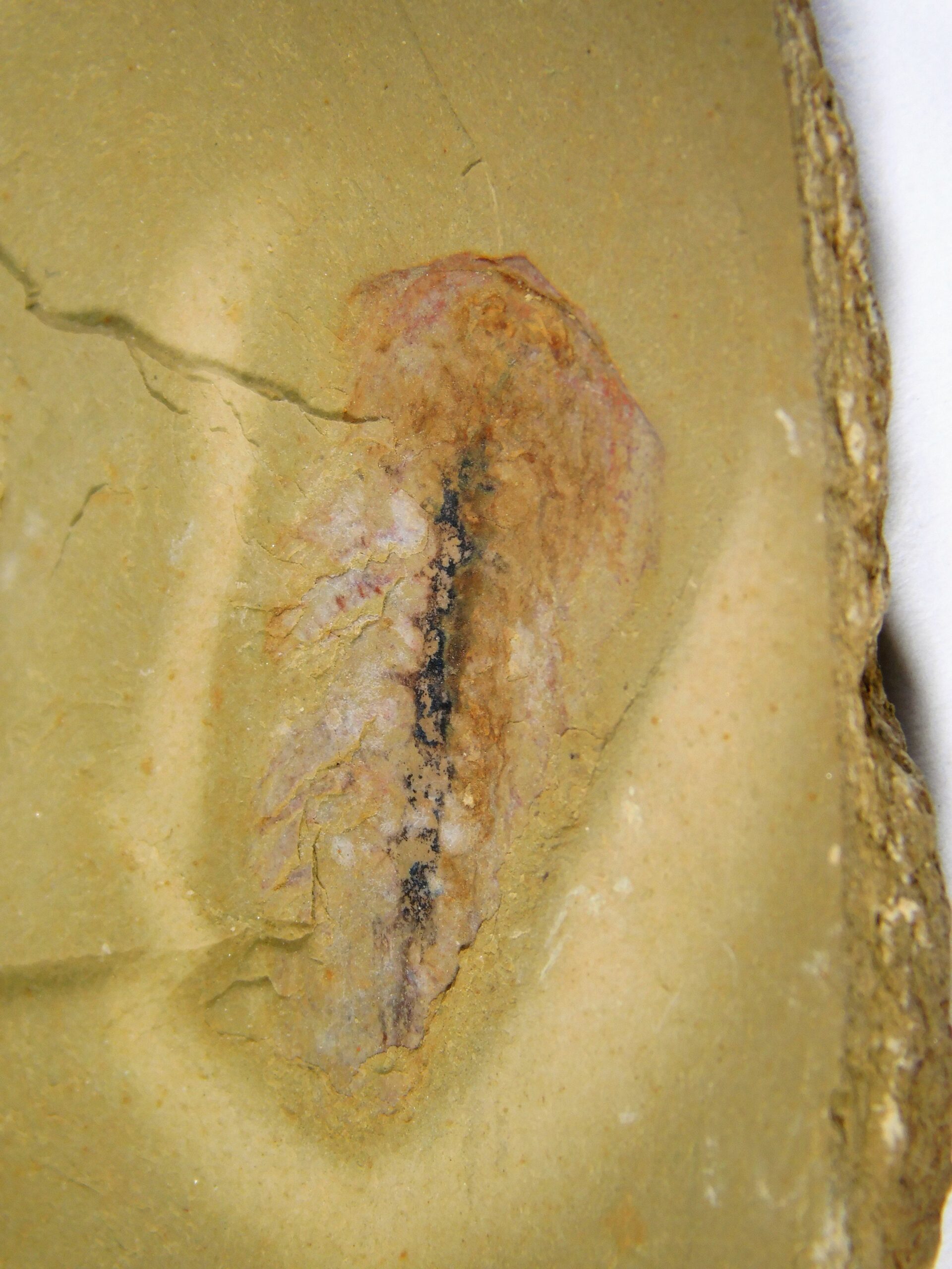 Softbodied trilobite - Naraoia - Image 3