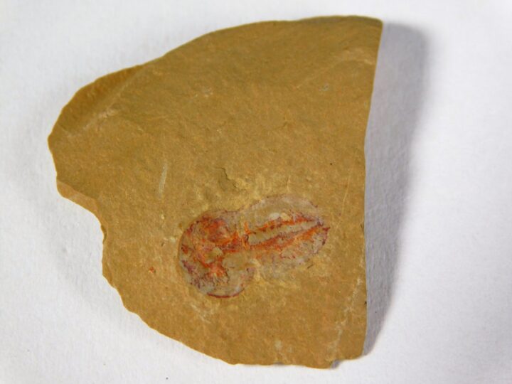 Naraoia sp.