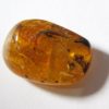 Flower in Cretaceous Amber, The Natural Canvas