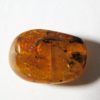 Flower in Cretaceous Amber - Image 2