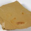 Appendage - Image 3
