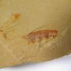Appendage - Image 2