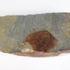 Camptostroma roddyi - Image 2