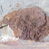 Camptostroma roddyi - Image 3