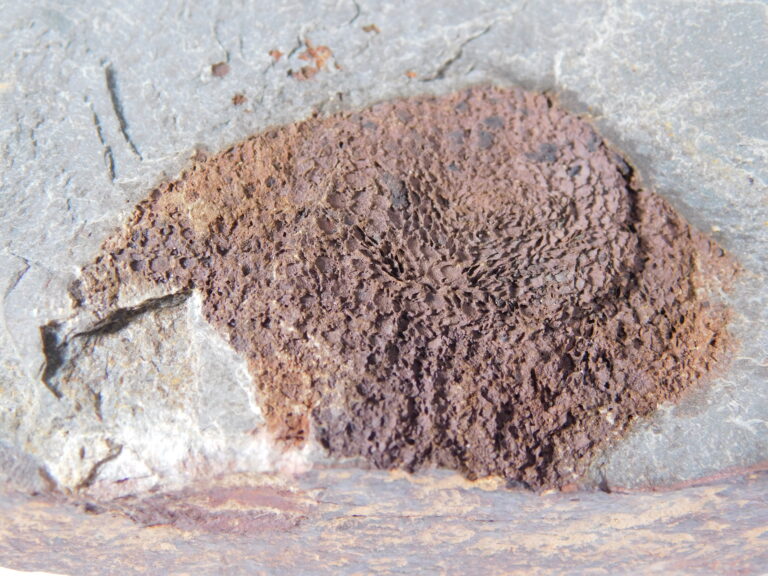 Camptostroma roddyi