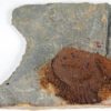 Camptostroma roddyi - Image 2
